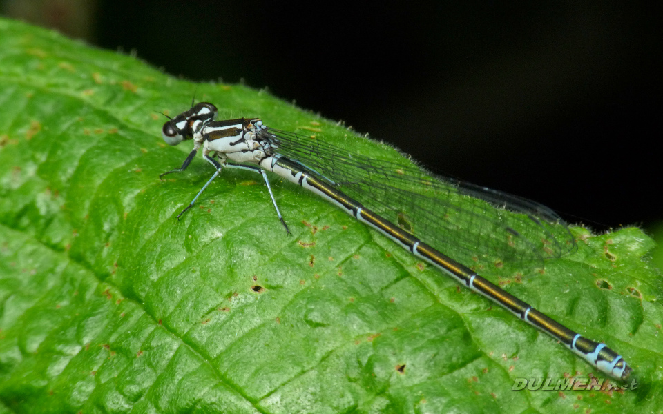 Azure Bluet (Female, Coenagrion puella)